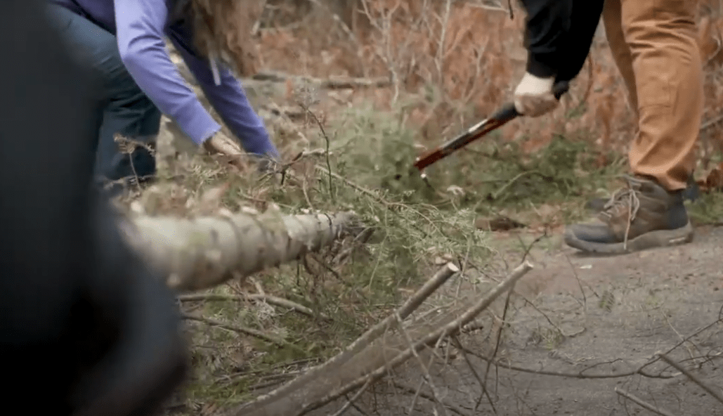 students cutting down tree